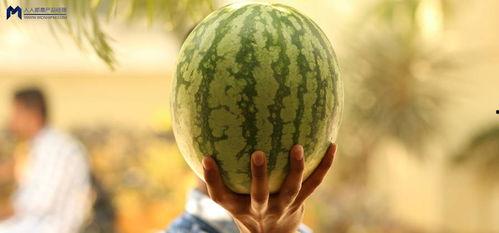 娱乐大瓜在线吃,跟随“娱乐大瓜在线吃”，一网打尽明星幕后故事